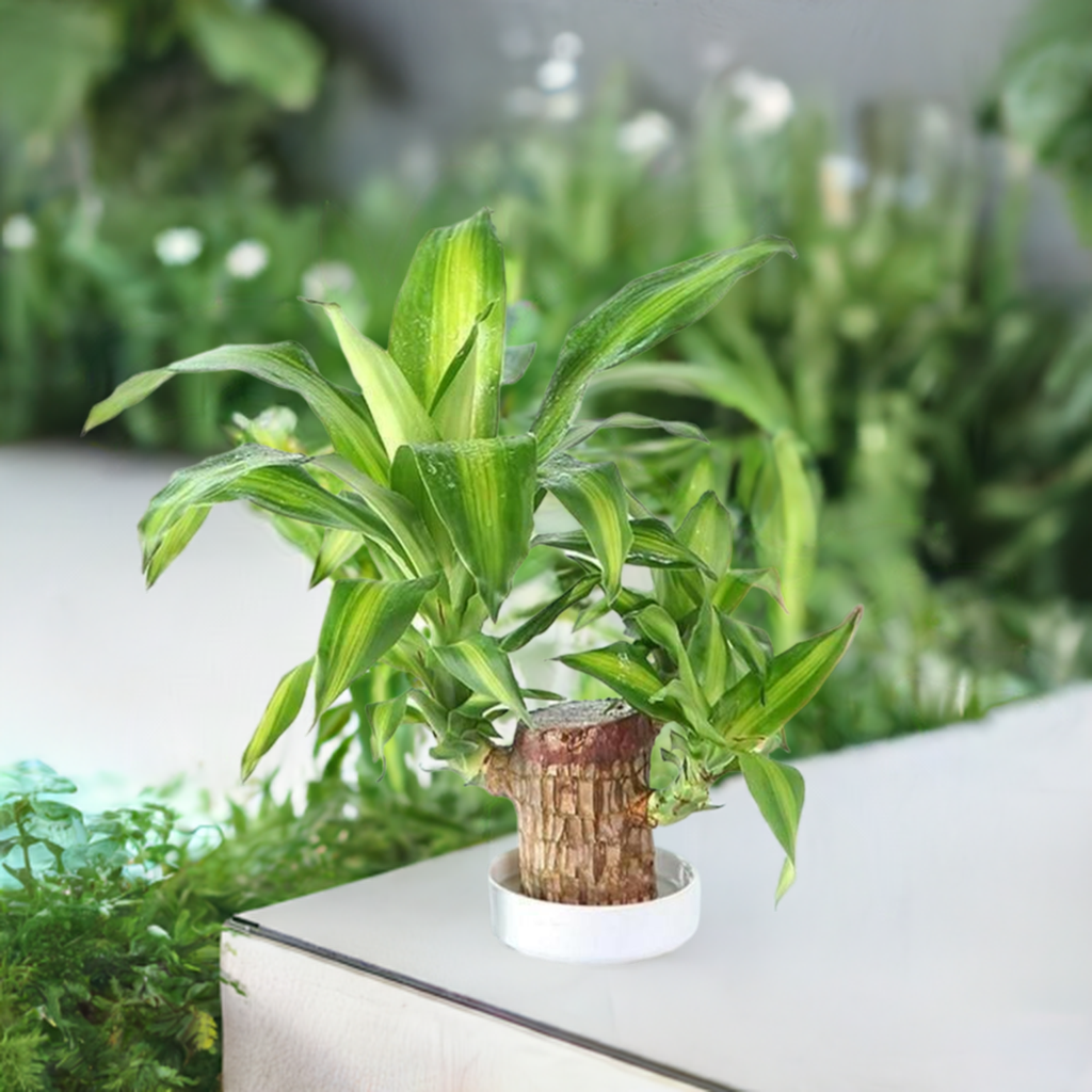 Brazilian Lucky Wood Mini Home Plant Decorations