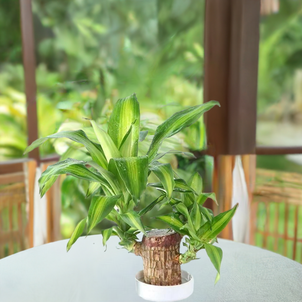 Brazilian Lucky Wood Mini Home Plant Decorations