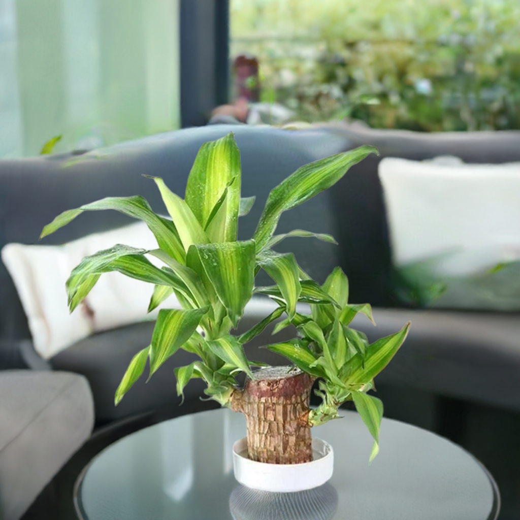 Brazilian Lucky Wood Mini Home Plant Decorations